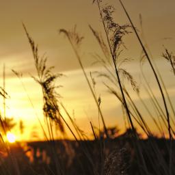 Grass at sunset